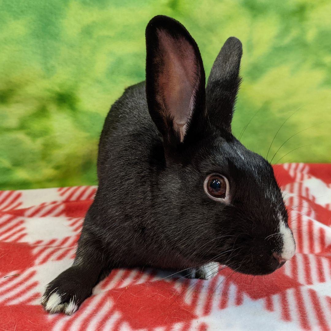 Enlarge Jax, a Adoptable mixed breed in Erie, PA image 5/5