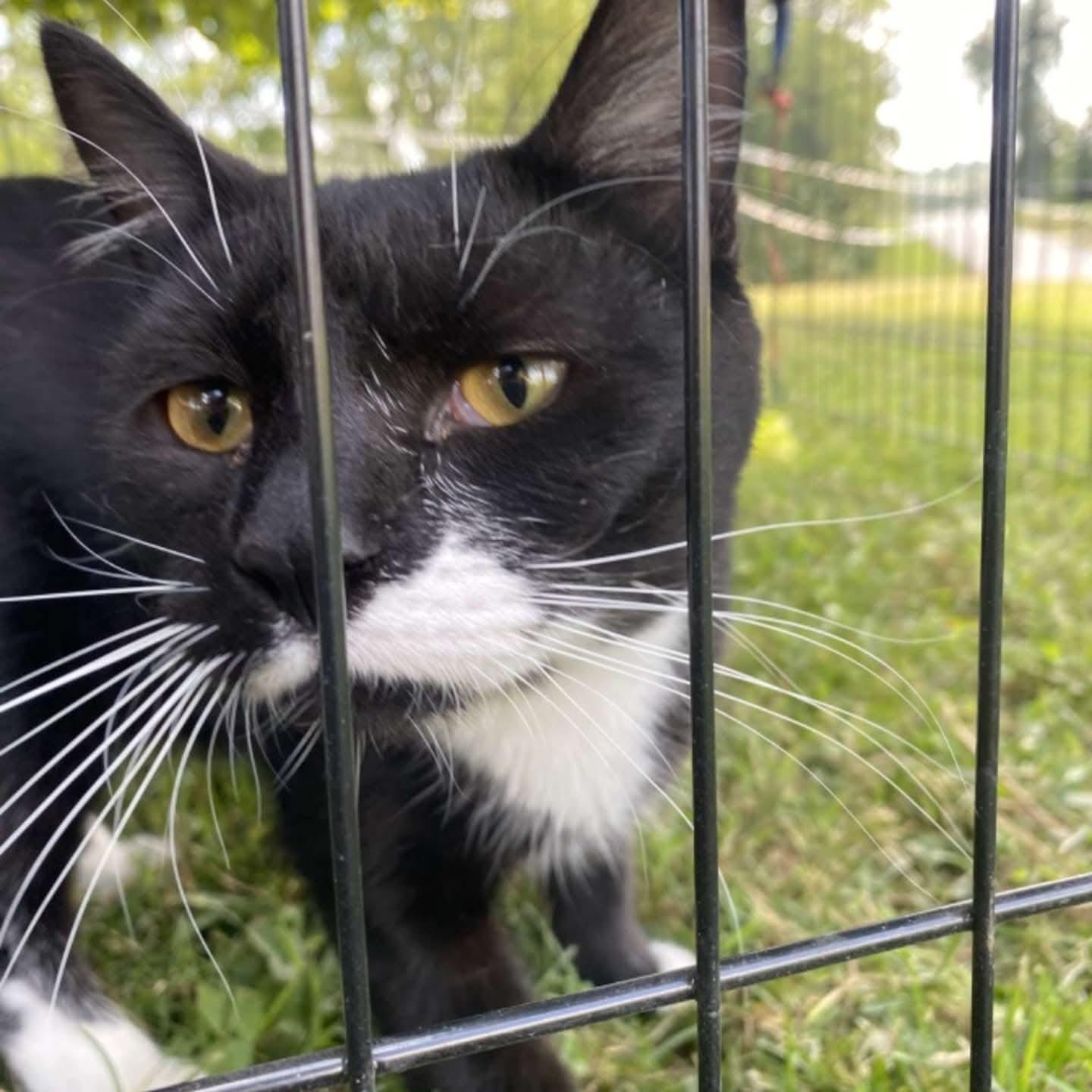 Boots, Adoptable, Young Male Domestic Short Hair.