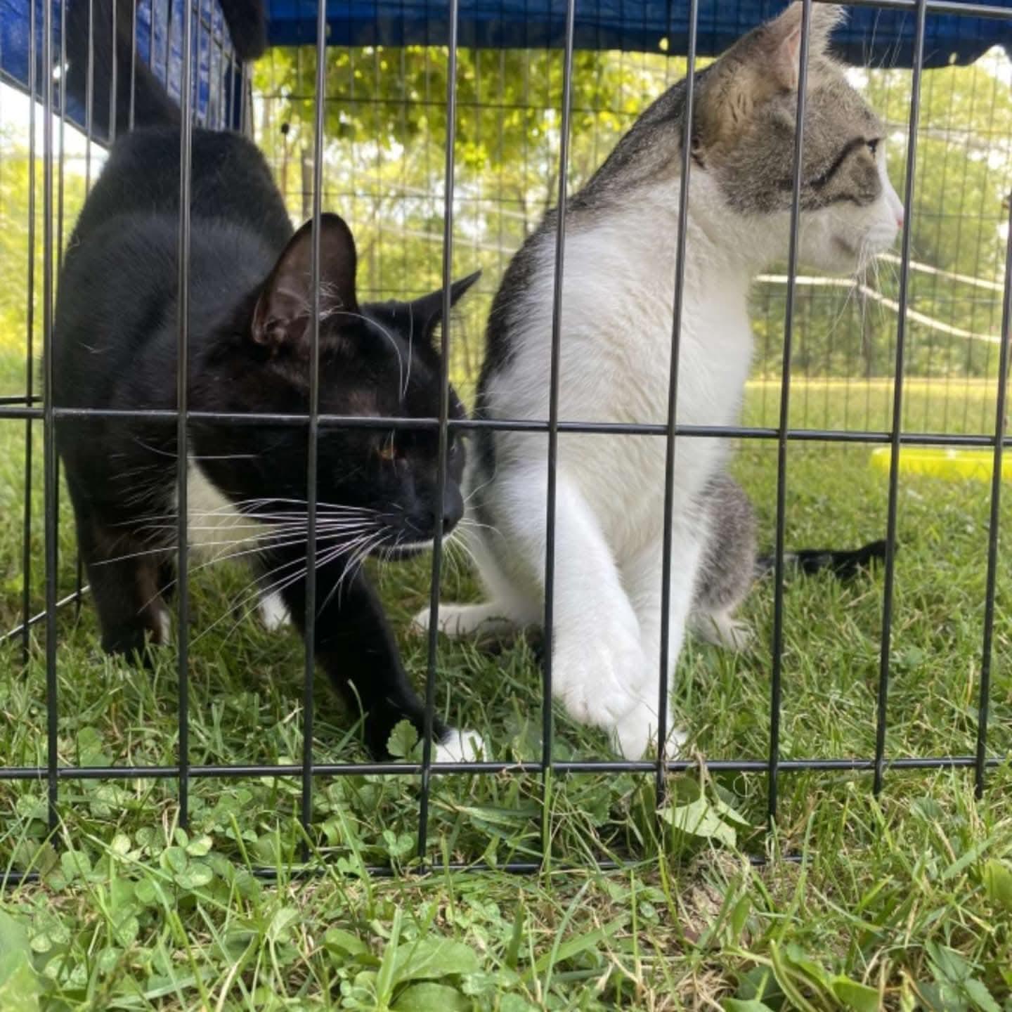 Boots, a Adoptable mixed breed in PITTSBURGH, PA image 2/2