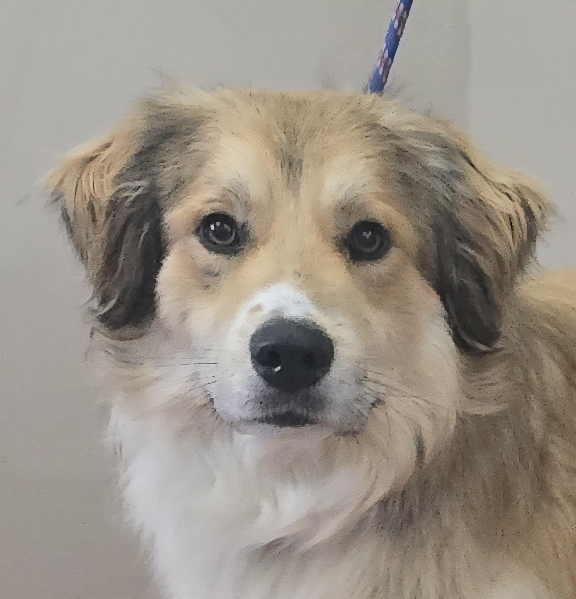 Jasper, an adopted mixed breed in Newport, TN image 2/5