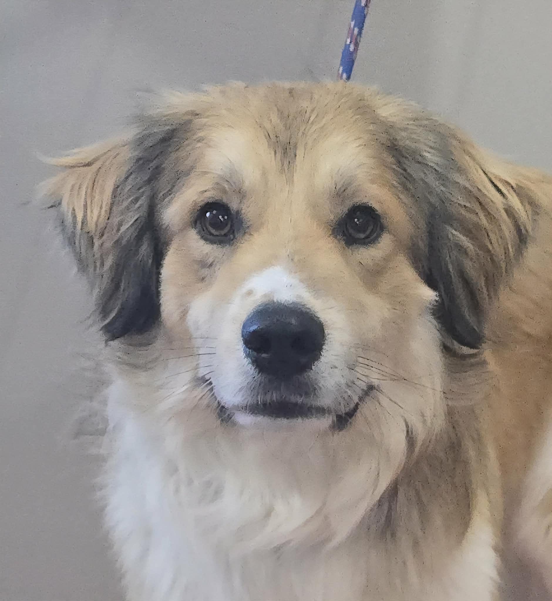 Jasper, an adopted mixed breed in Newport, TN image 1/5