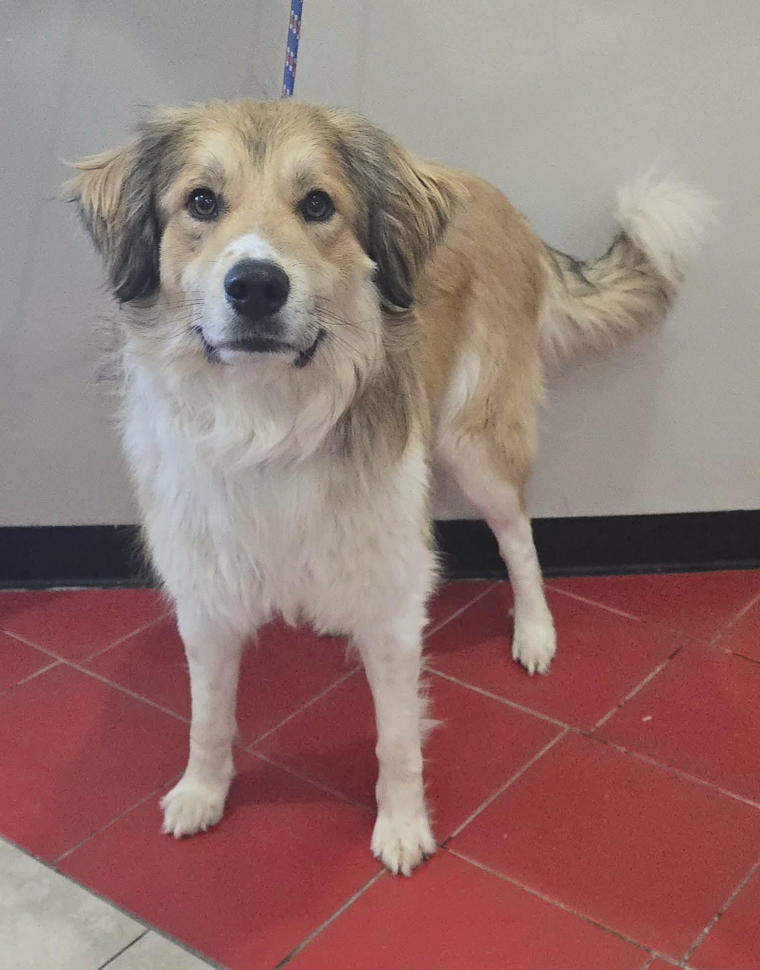 Jasper, an adopted mixed breed in Newport, TN image 5/5