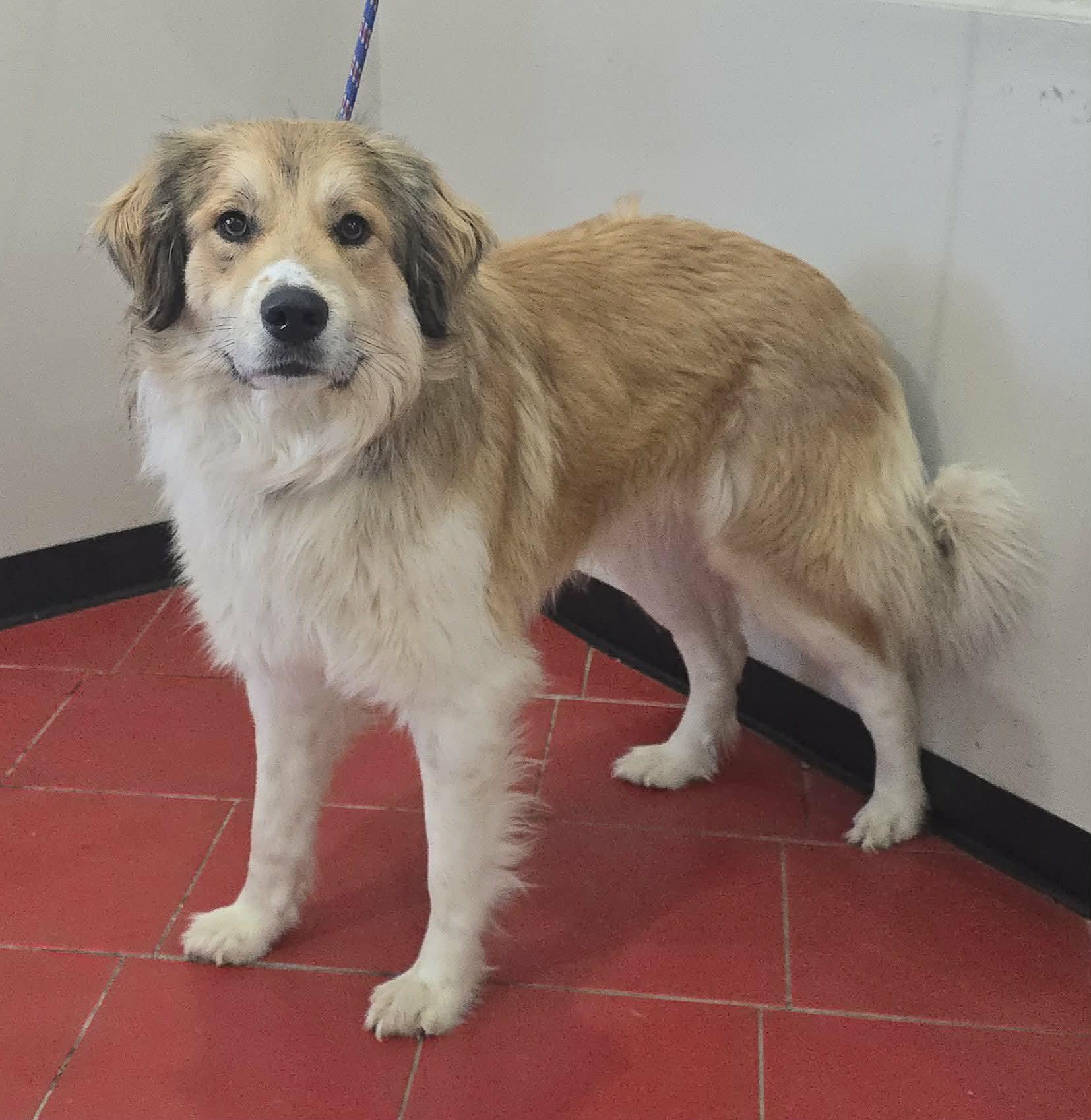 Jasper, an adopted mixed breed in Newport, TN image 4/5