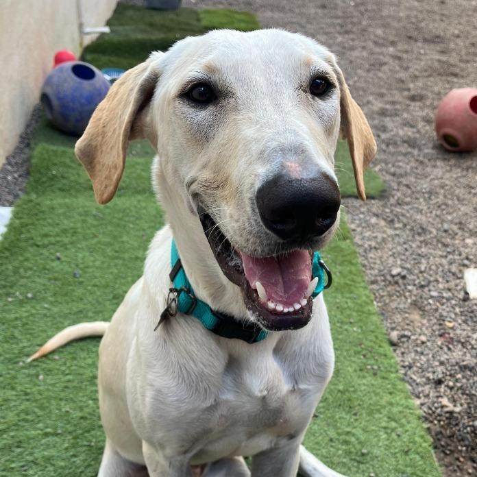 Enlarge Astro, a Adoptable mixed breed in Corral del Risco, NAY image 1/6