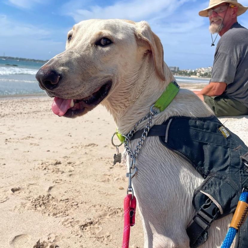 Enlarge Astro, a Adoptable mixed breed in Corral del Risco, NAY image 2/6