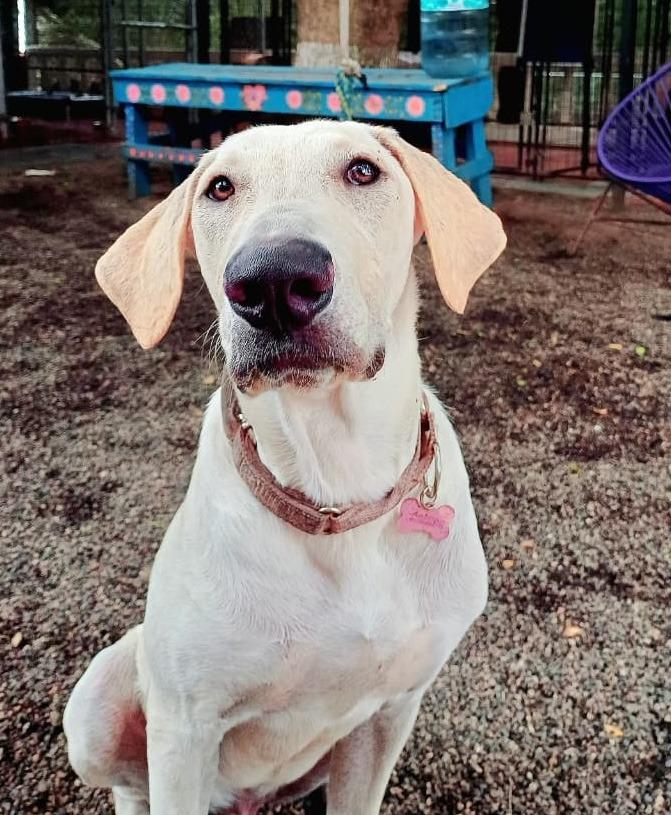 Enlarge Astro, a Adoptable mixed breed in Corral del Risco, NAY image 5/6