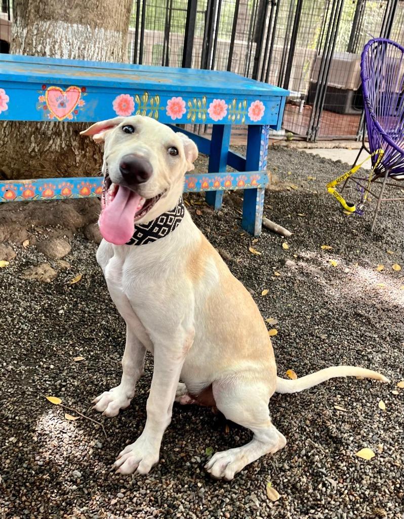 Enlarge Astro, a Adoptable mixed breed in Corral del Risco, NAY image 6/6
