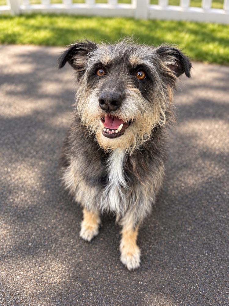 Ollie, Adoptable, Adult Male Schnauzer.