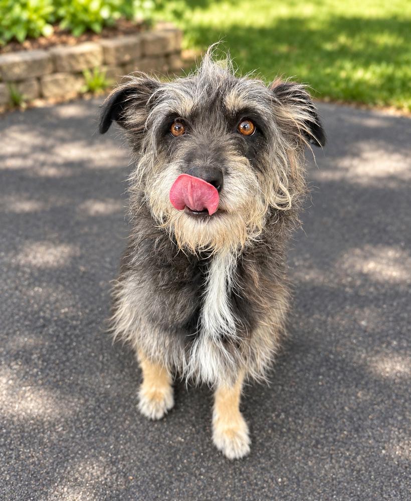 Enlarge Ollie, a Adoptable mixed breed in Jamul, CA image 2/5