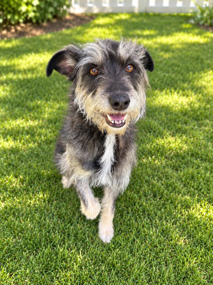 Enlarge Ollie, a Adoptable mixed breed in Jamul, CA image 3/5