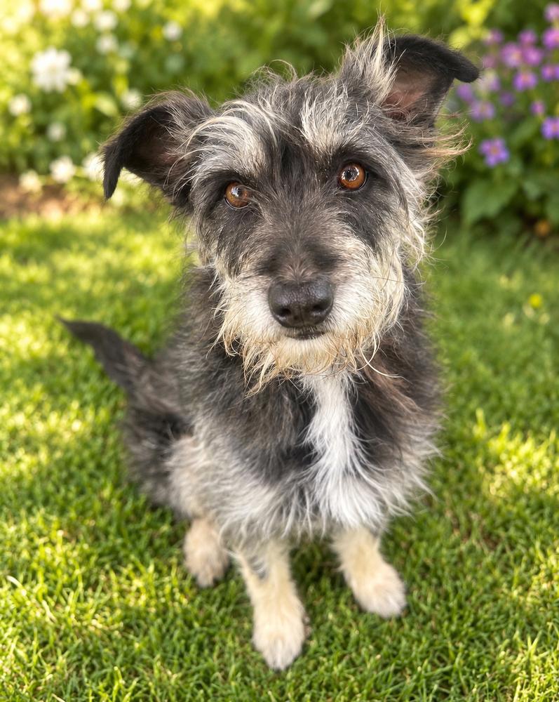 Enlarge Ollie, a Adoptable mixed breed in Jamul, CA image 5/5