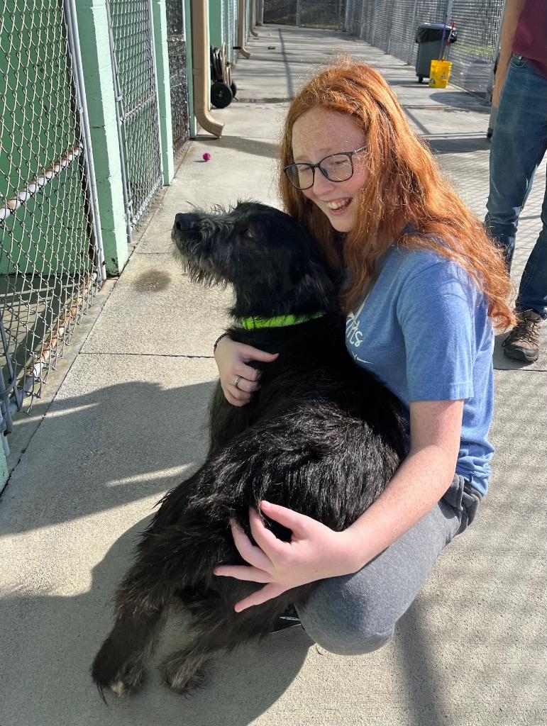 Luther, Adopted, Adult Male Terrier & Mixed Breed.