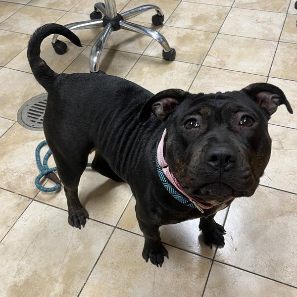 Enlarge Priscilla (mcas), a Adoptable mixed breed in Troutdale, OR image 1/3