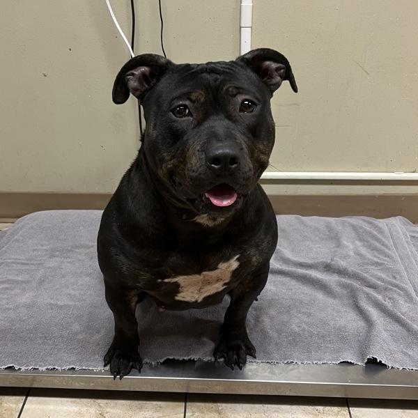 Enlarge Priscilla (mcas), a Adoptable mixed breed in Troutdale, OR image 2/3