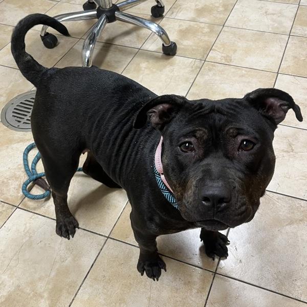 Enlarge Priscilla (mcas), a Adoptable mixed breed in Troutdale, OR image 3/3