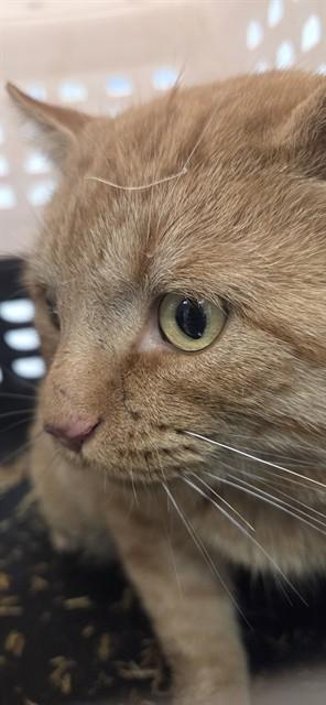 Enlarge Dusty, a ADOPTABLE Domestic Short Hair in Urbana, IL image 1/1