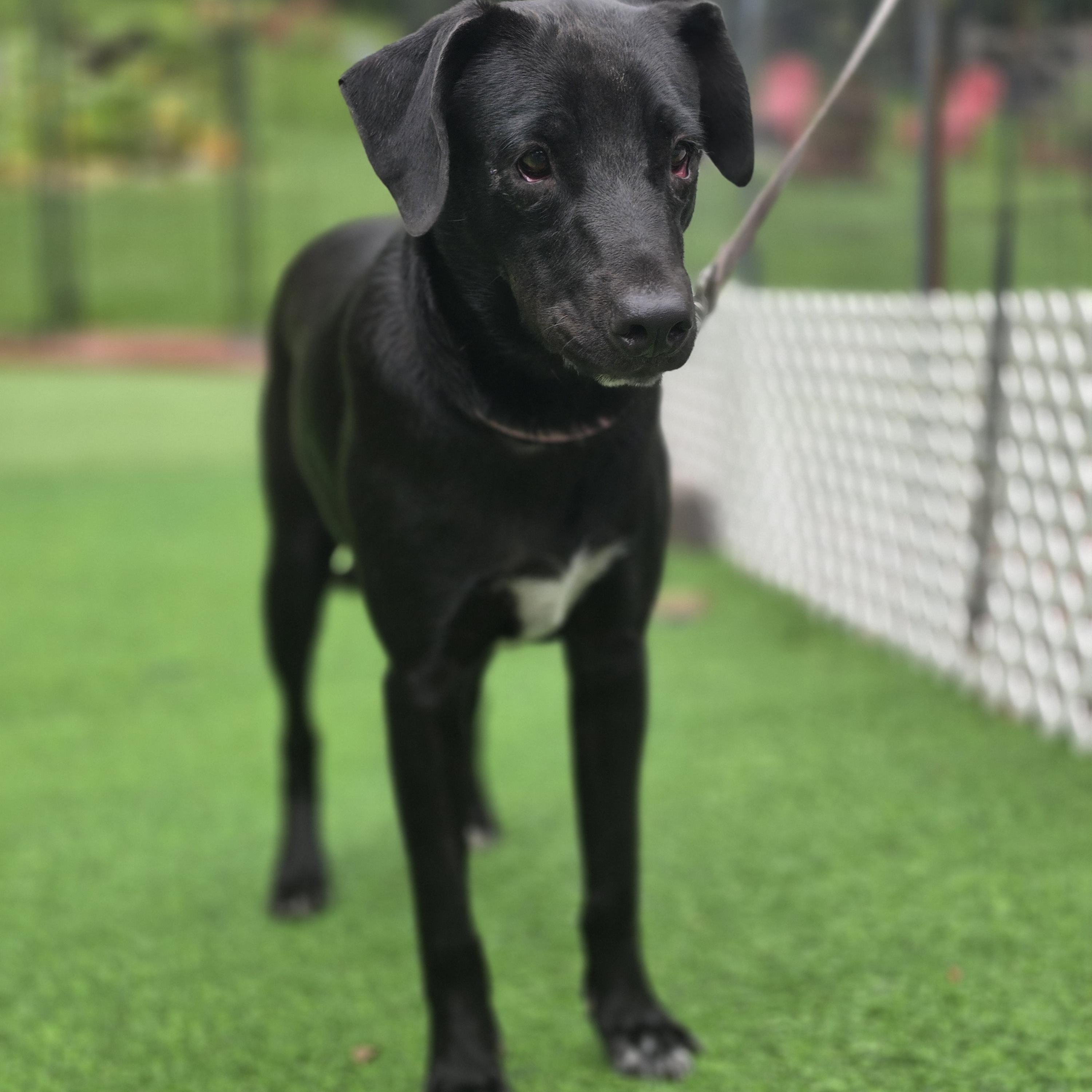 Enlarge Mrs Potts, a Adoptable mixed breed in Blairstown, NJ image 3/5