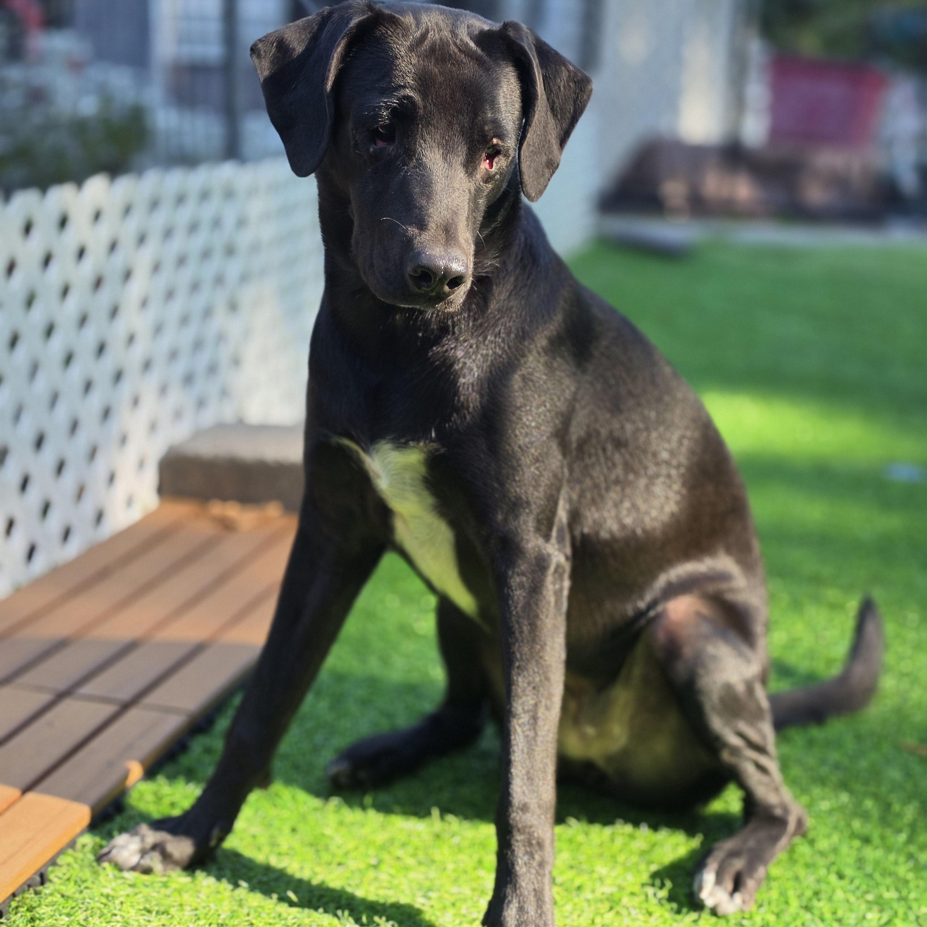 Enlarge Mrs Potts, a Adoptable mixed breed in Blairstown, NJ image 2/5