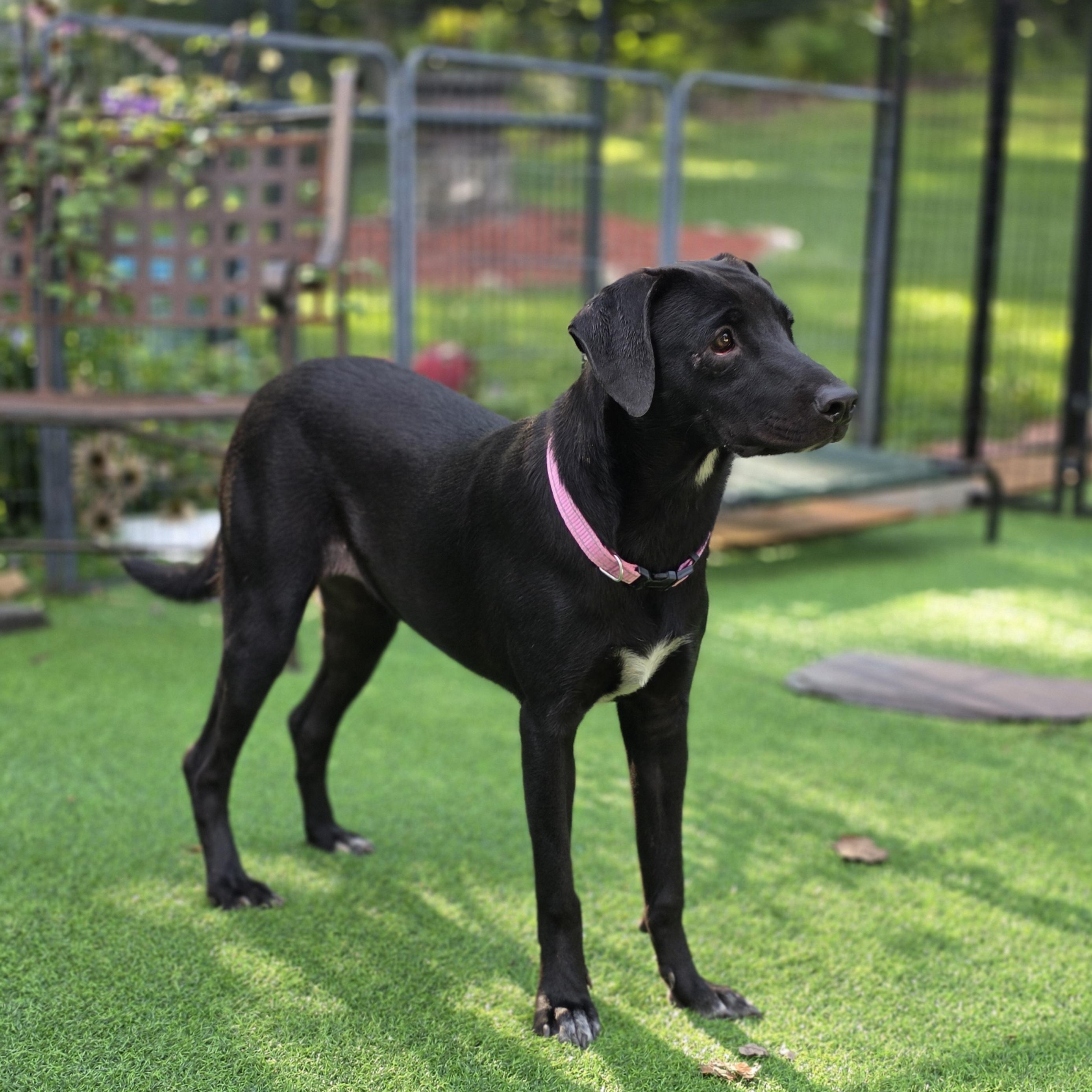 Enlarge Mrs Potts, a Adoptable mixed breed in Blairstown, NJ image 4/5