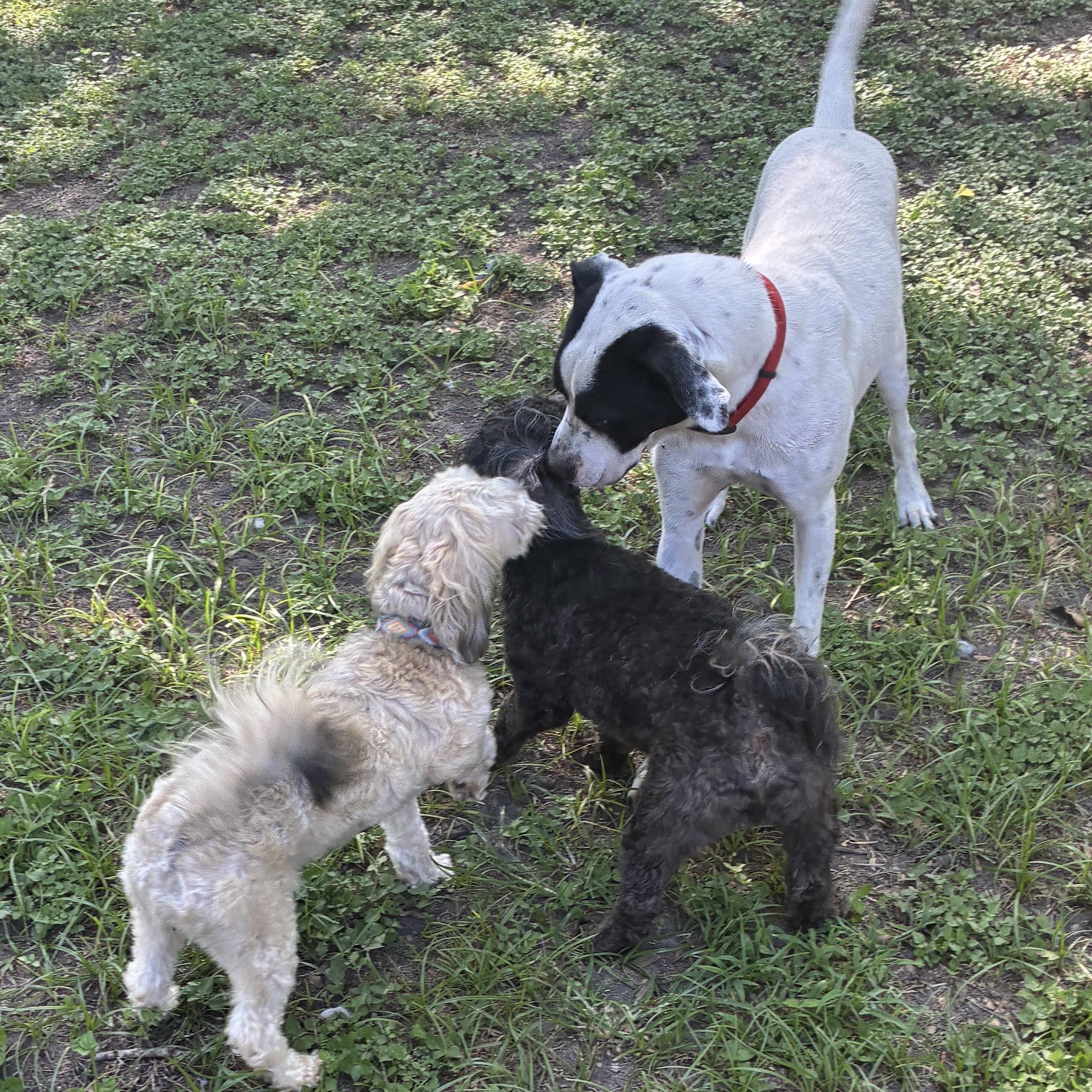 NEIKO (Kind, Sweet, Playful, Loves Dogs, Water & His People) See New Video — thumbnail 3