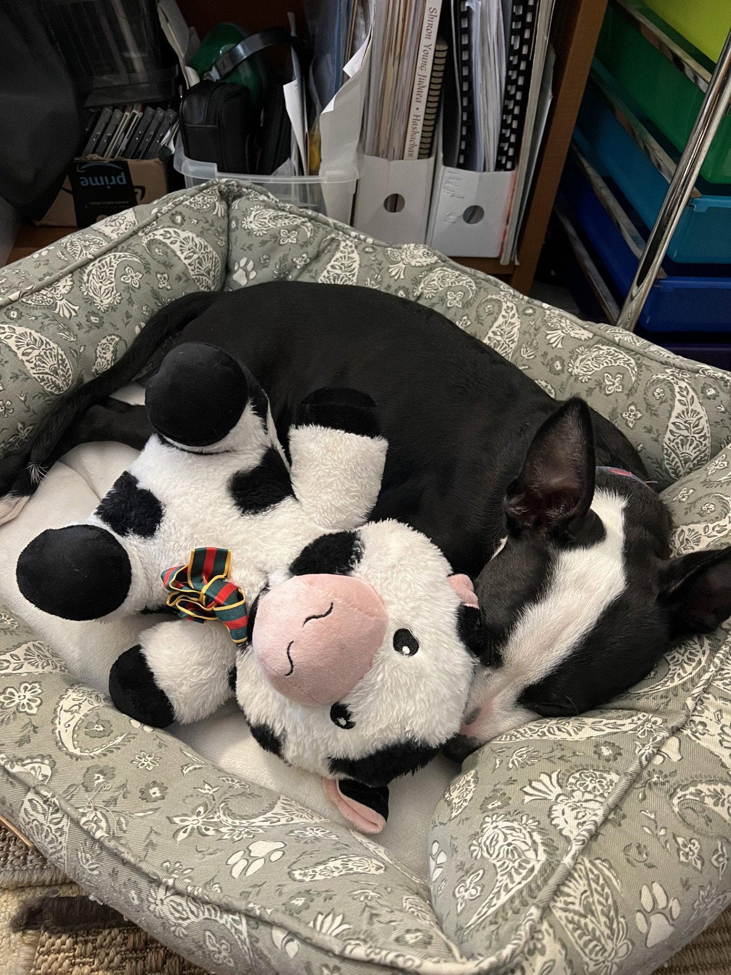 Sparkle the Puppy!, Adoptable, Puppy Female Pit Bull Terrier & French Bulldog.