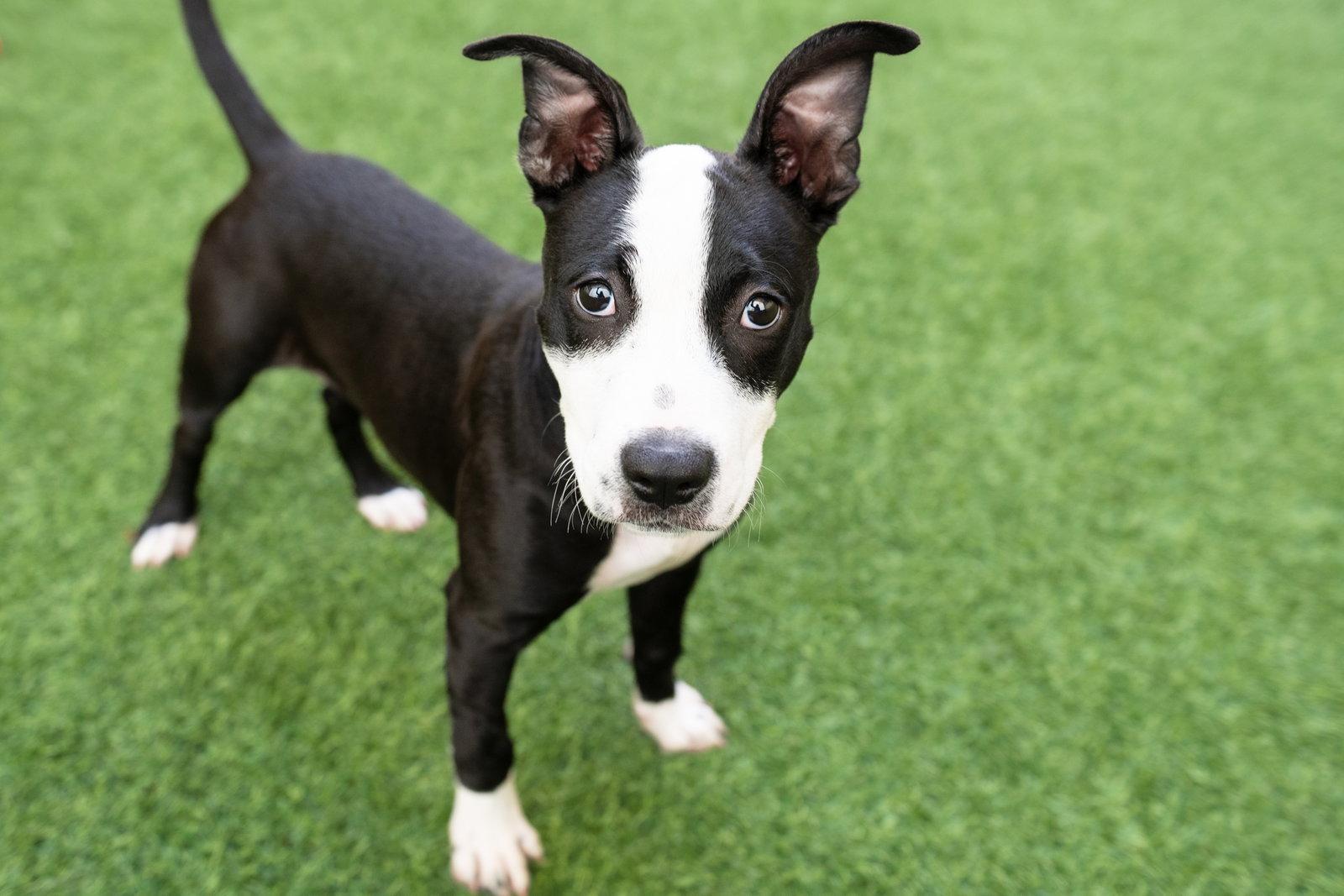Enlarge Sparkle, a Adoptable Pit Bull Terrier in Burlingame, CA image 1/3