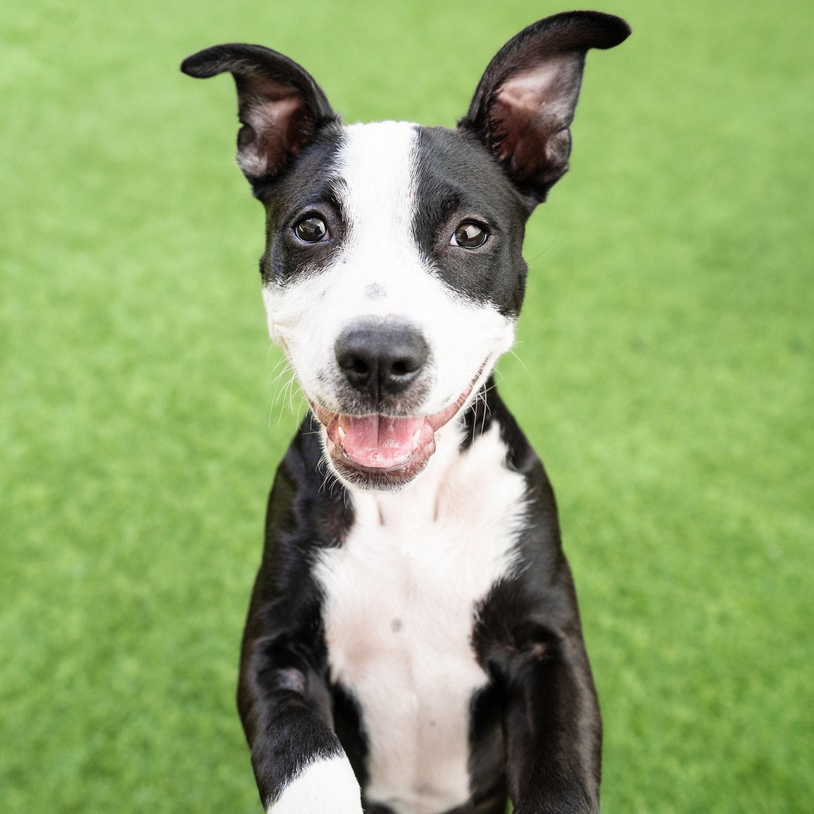 Enlarge Sparkle, a Adoptable Pit Bull Terrier in Burlingame, CA image 2/3