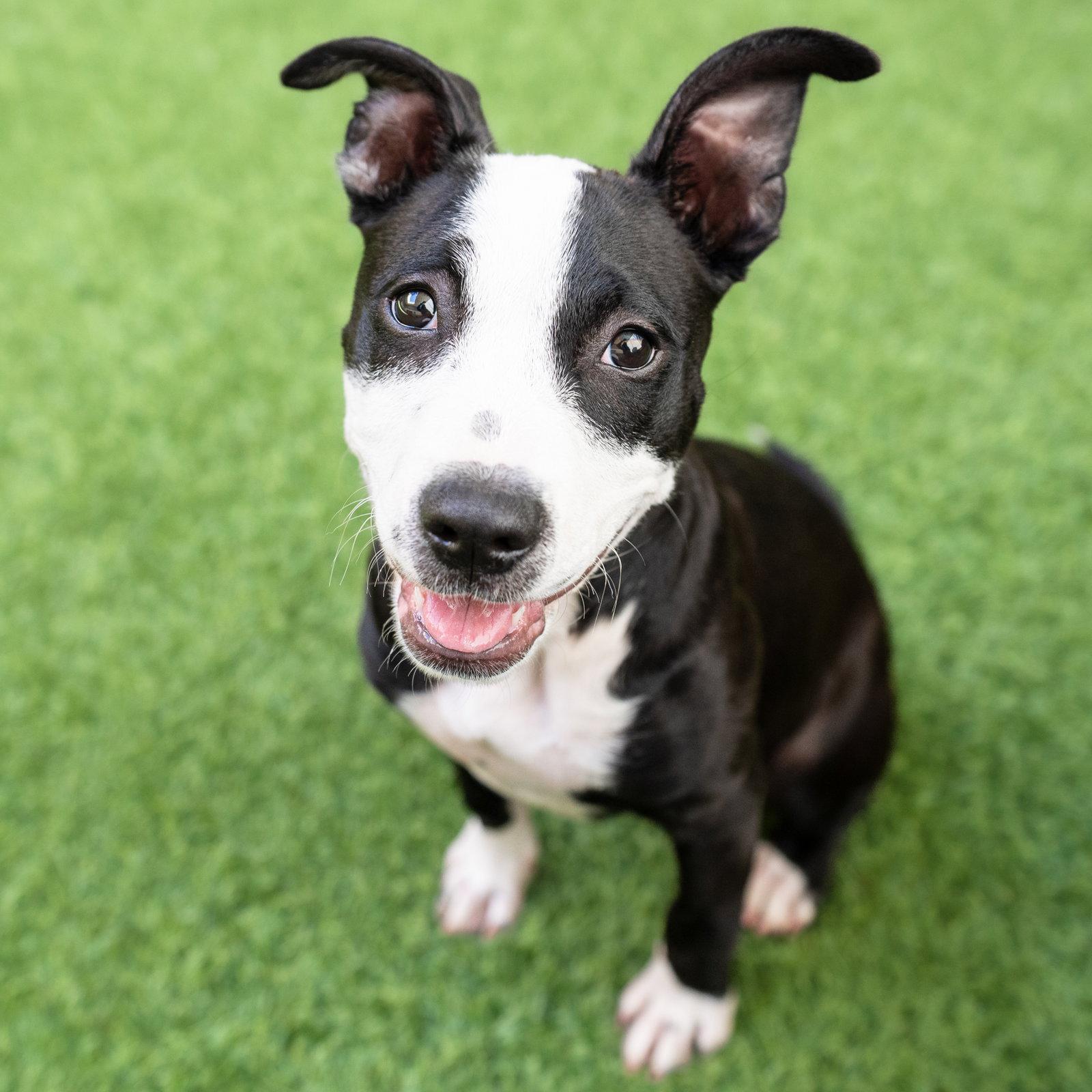 Enlarge Sparkle, a Adoptable Pit Bull Terrier in Burlingame, CA image 3/3