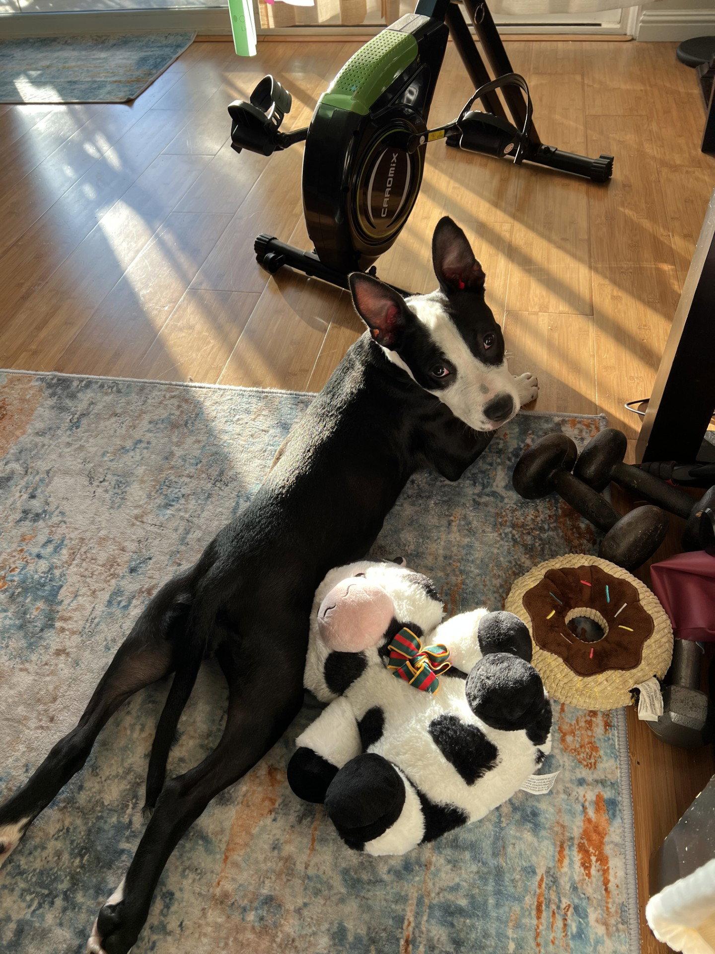 Sparkle the Puppy!, a Adoptable mixed breed in Burlingame, CA image 2/3