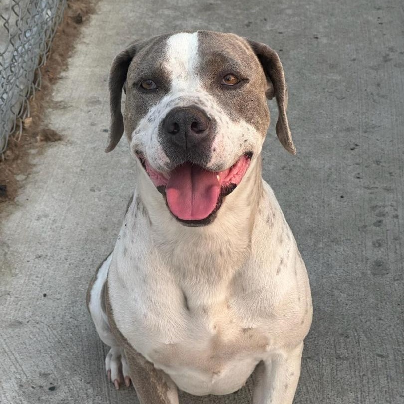 Themy - Gentle Velcro Dog!, Adoptable, Adult Female Plott Hound & Pit Bull Terrier.