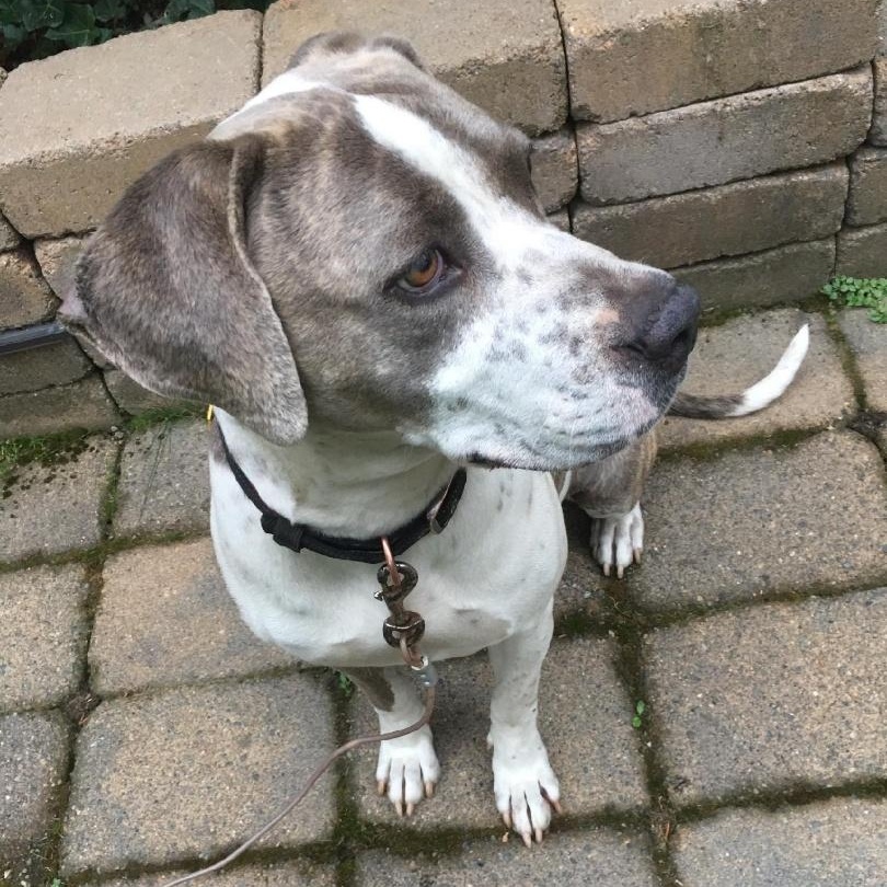 Enlarge Themy - Gentle Mama Dog Ready for her Next Phase!, a Adoptable mixed breed in Seattle, WA image 3/3