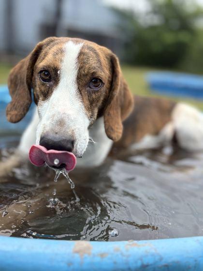 DAKOTA, a ADOPTABLE mixed breed in Fernandina Beach, FL image 3/4