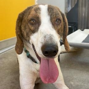 DAKOTA, a ADOPTABLE mixed breed in Fernandina Beach, FL image 4/4