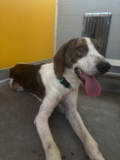 DAKOTA, a ADOPTABLE mixed breed in Fernandina Beach, FL image 2/4
