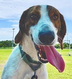 DAKOTA, ADOPTABLE, Young Male Coonhound.