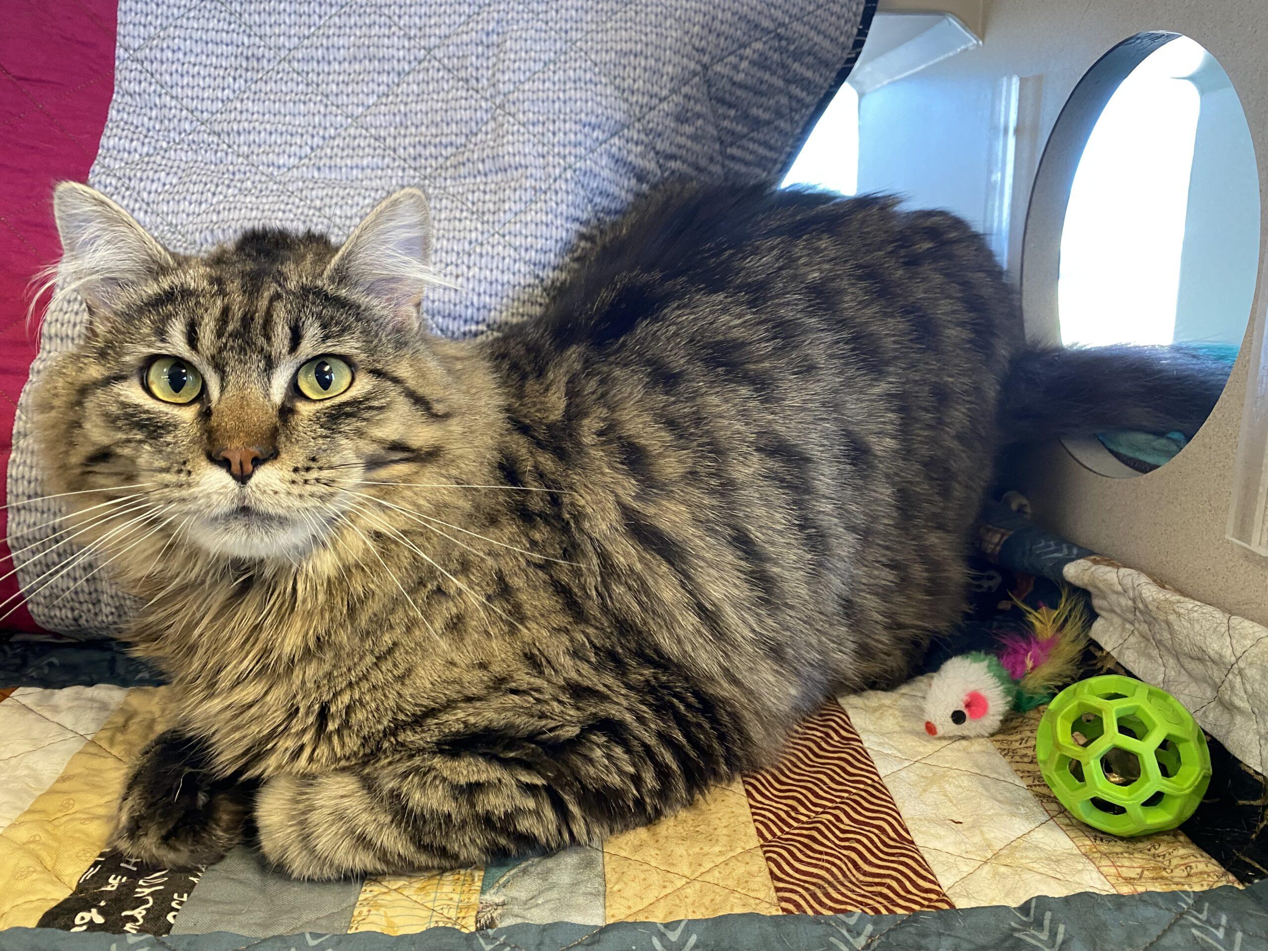 Enlarge Toby, an adopted Domestic Long Hair in McCall, ID image 2/2