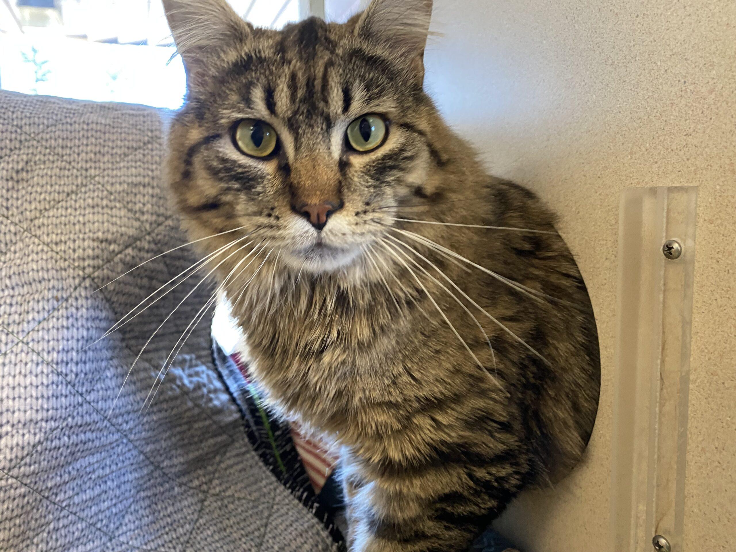 Toby, adopted, Adult Male Domestic Long Hair.