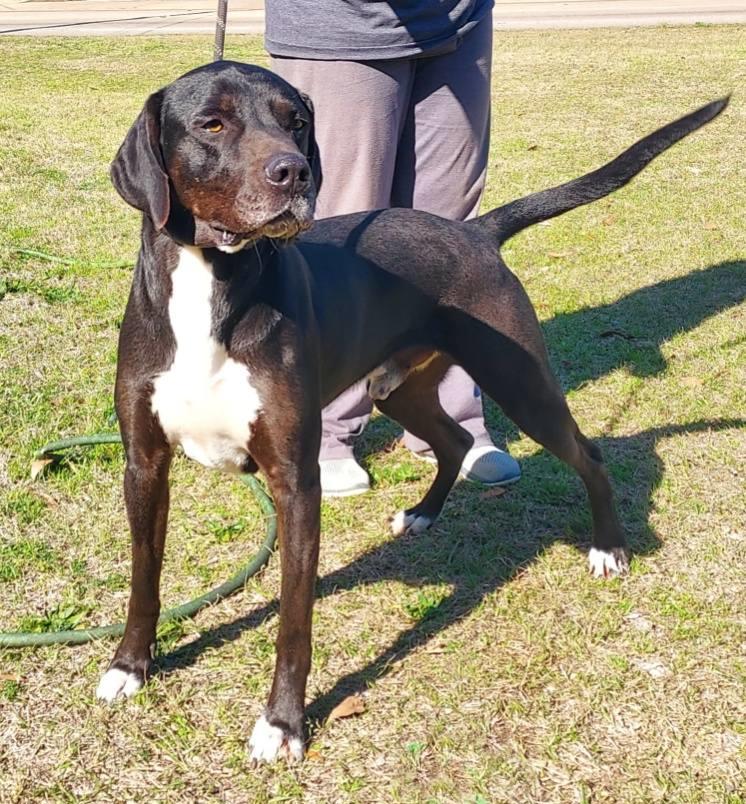 Ty - big lovable guy, a Adoptable mixed breed in Bedminster, NJ image 4/6