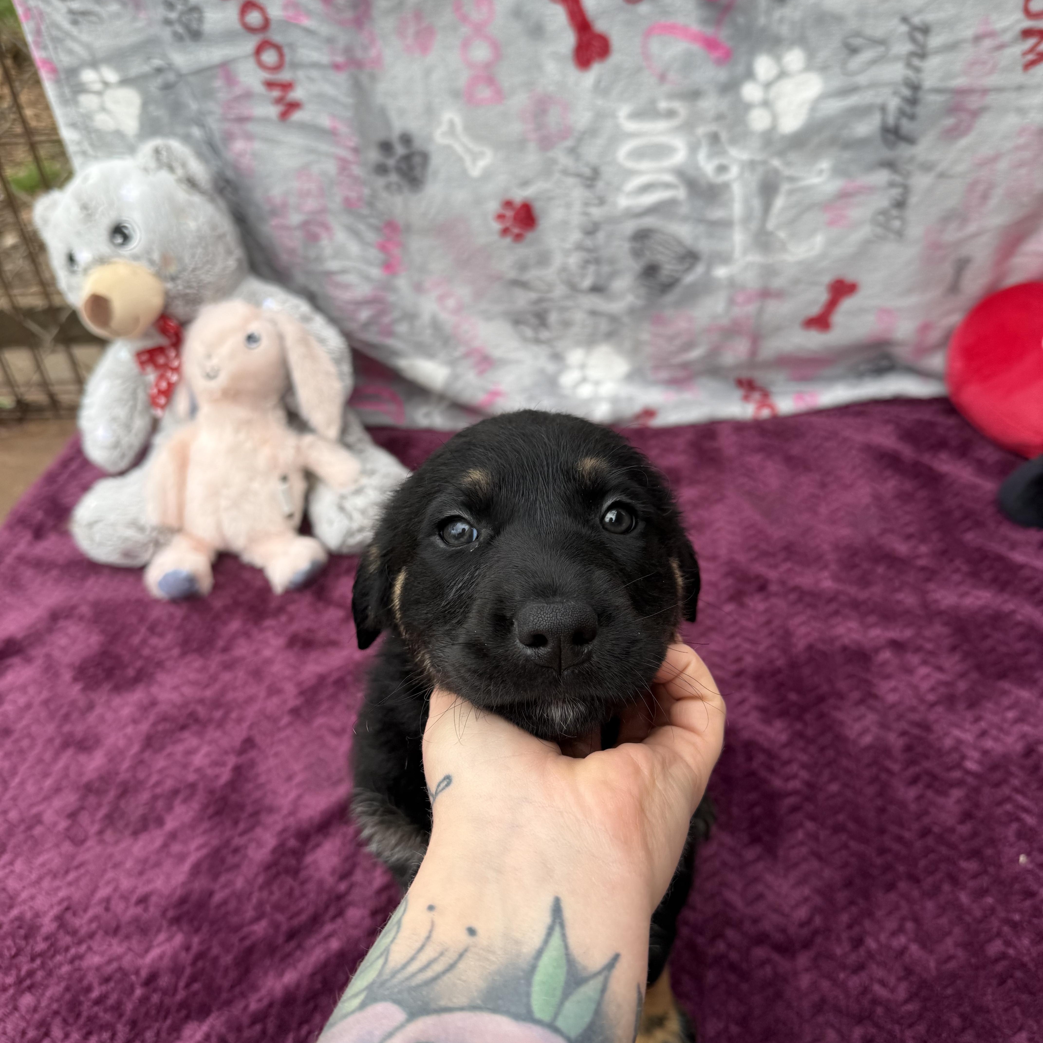Drusilla (Foster-to-Adopt), Adopted, Puppy Female Great Pyrenees.