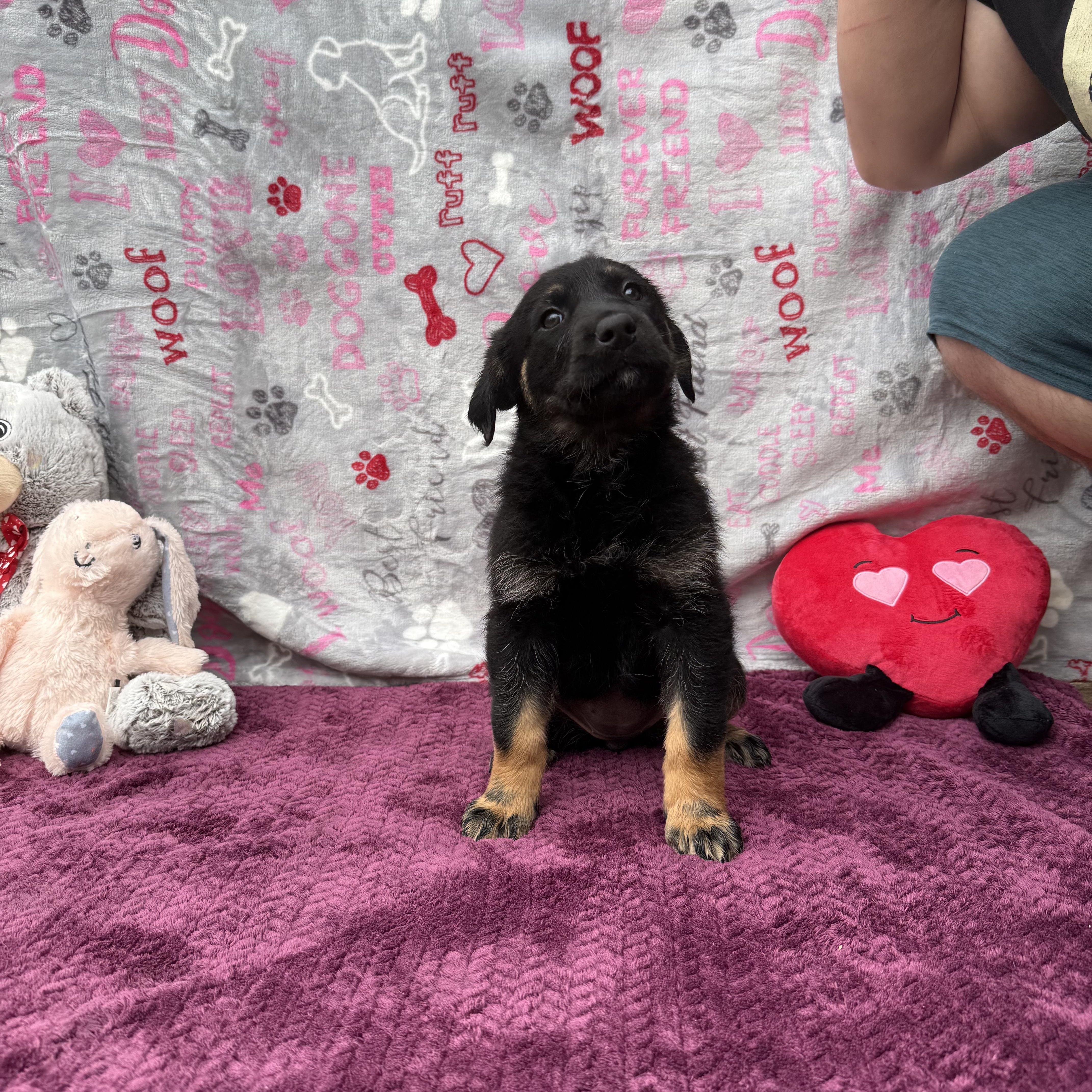 Enlarge Drusilla (Foster-to-Adopt), a Adopted mixed breed in Guthrie, OK image 2/3