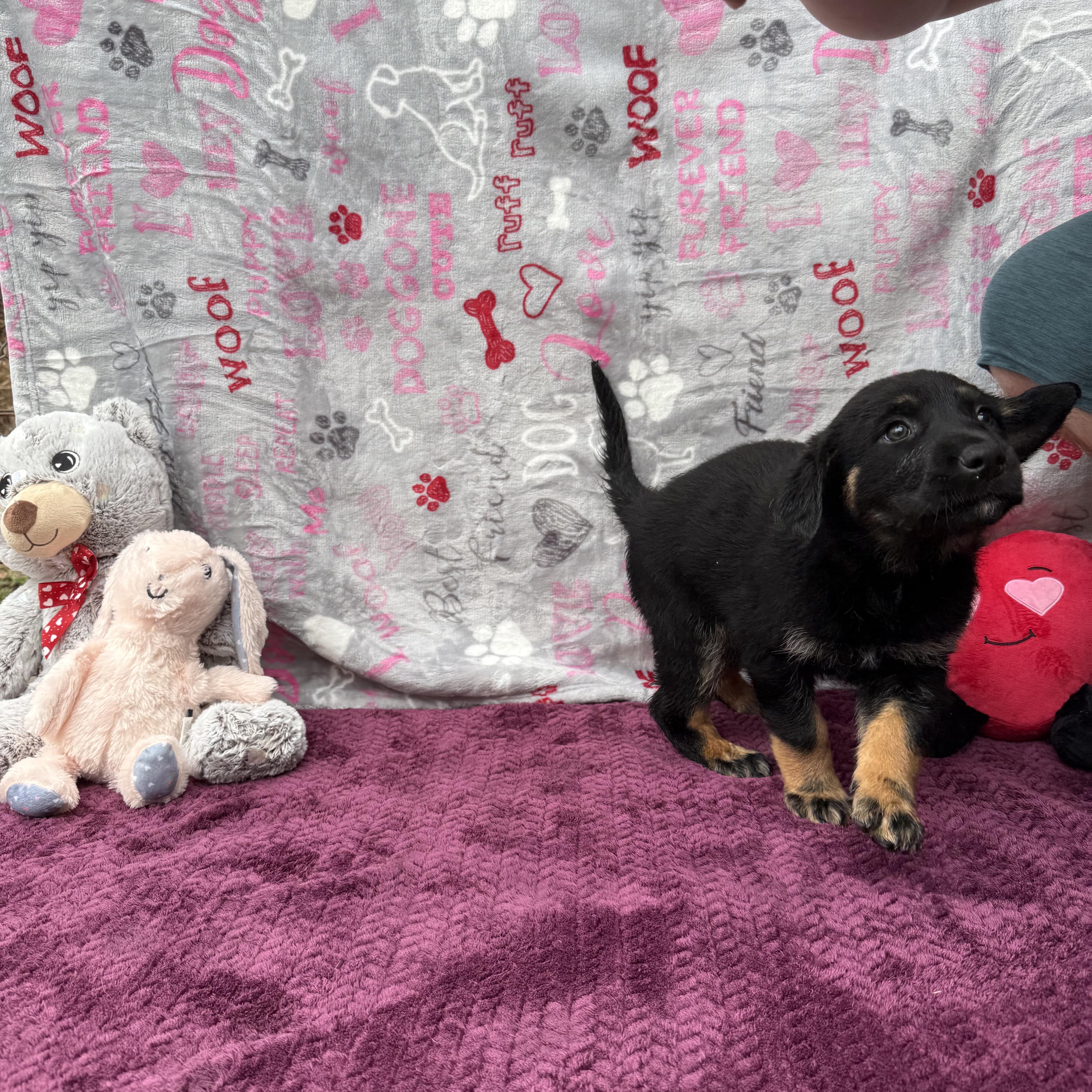 Enlarge Drusilla (Foster-to-Adopt), a Adopted mixed breed in Guthrie, OK image 3/3