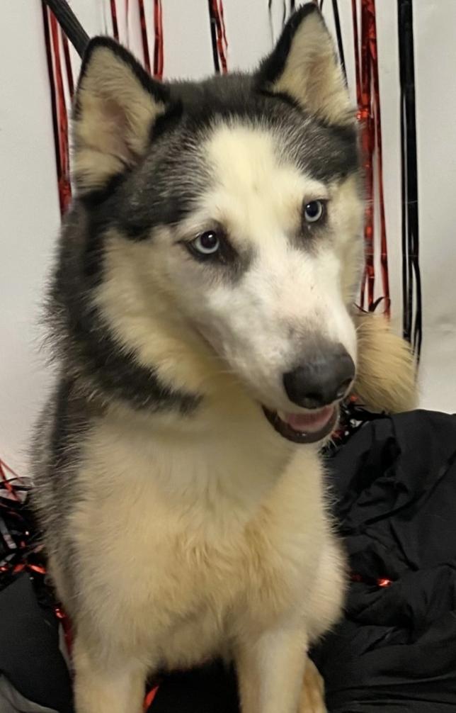 Jordyn, Adoptable, Adult Female Siberian Husky.