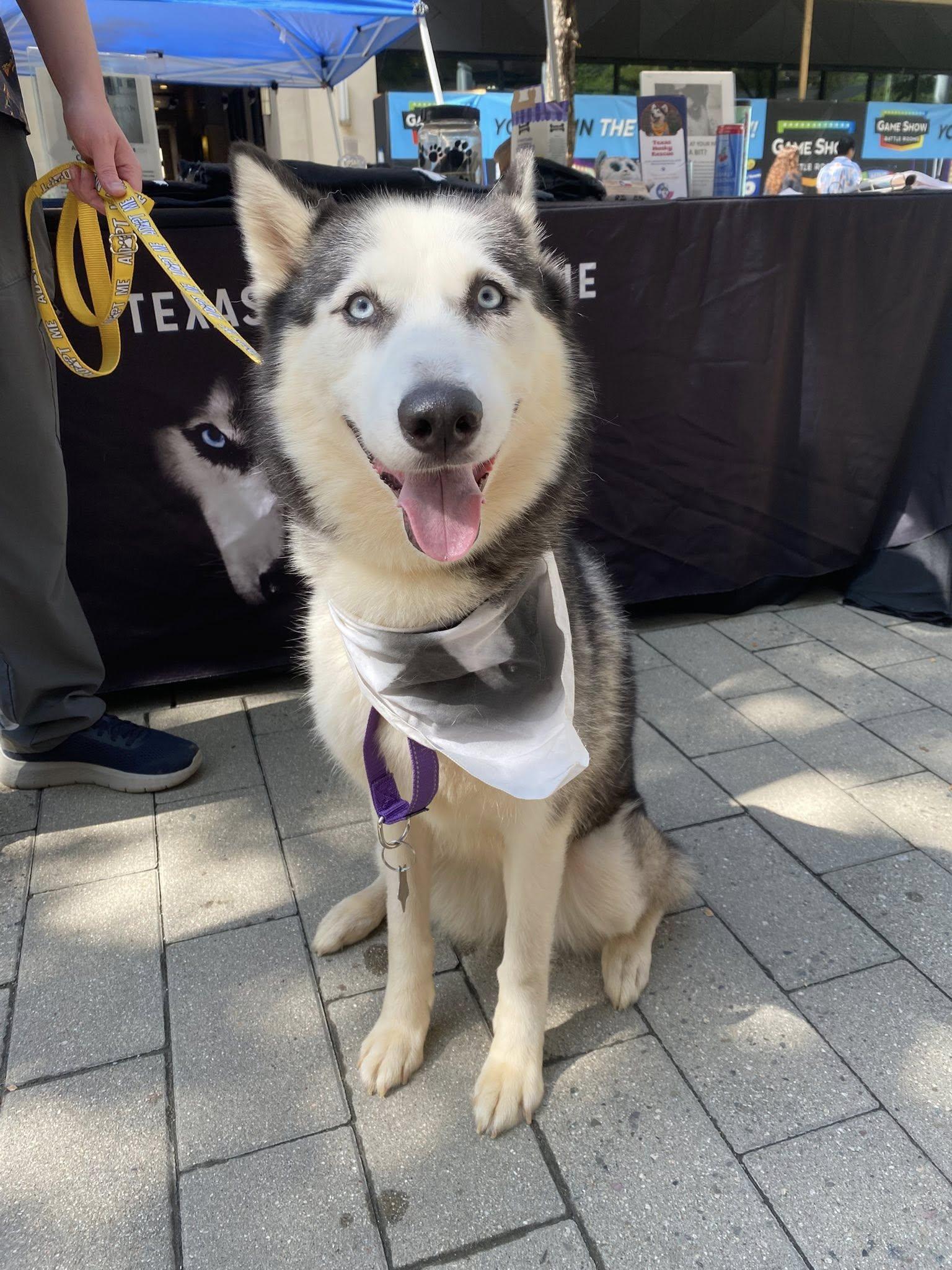 Jordyn, a Adoptable Siberian Husky in Carrollton, TX image 3/3
