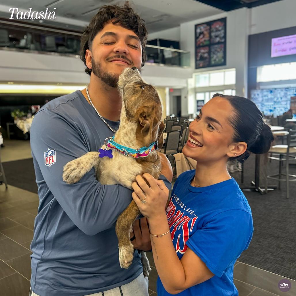 Tadashi, Adoptable, Puppy Male Terrier.