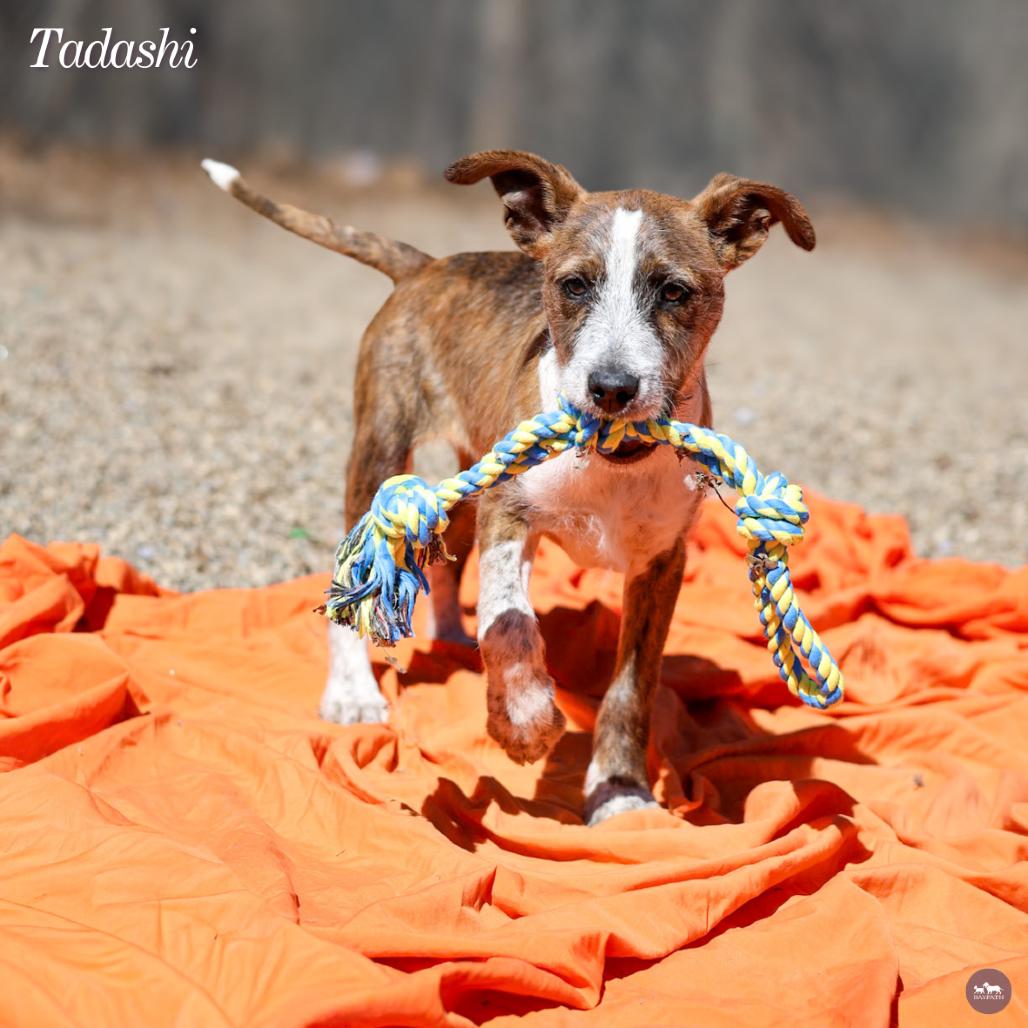 Enlarge Tadashi, a Adoptable mixed breed in Hopkinton, MA image 2/5