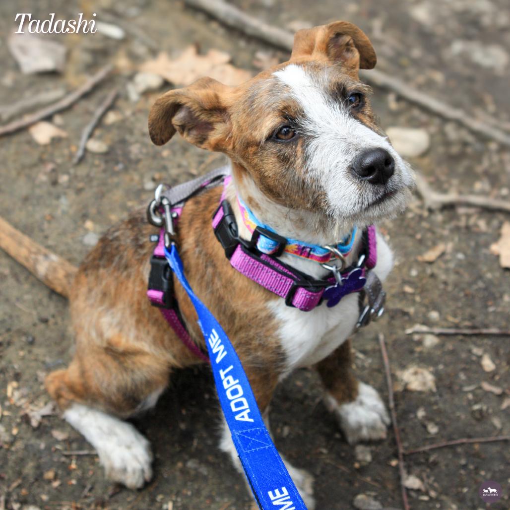 Enlarge Tadashi, a Adoptable mixed breed in Hopkinton, MA image 3/5