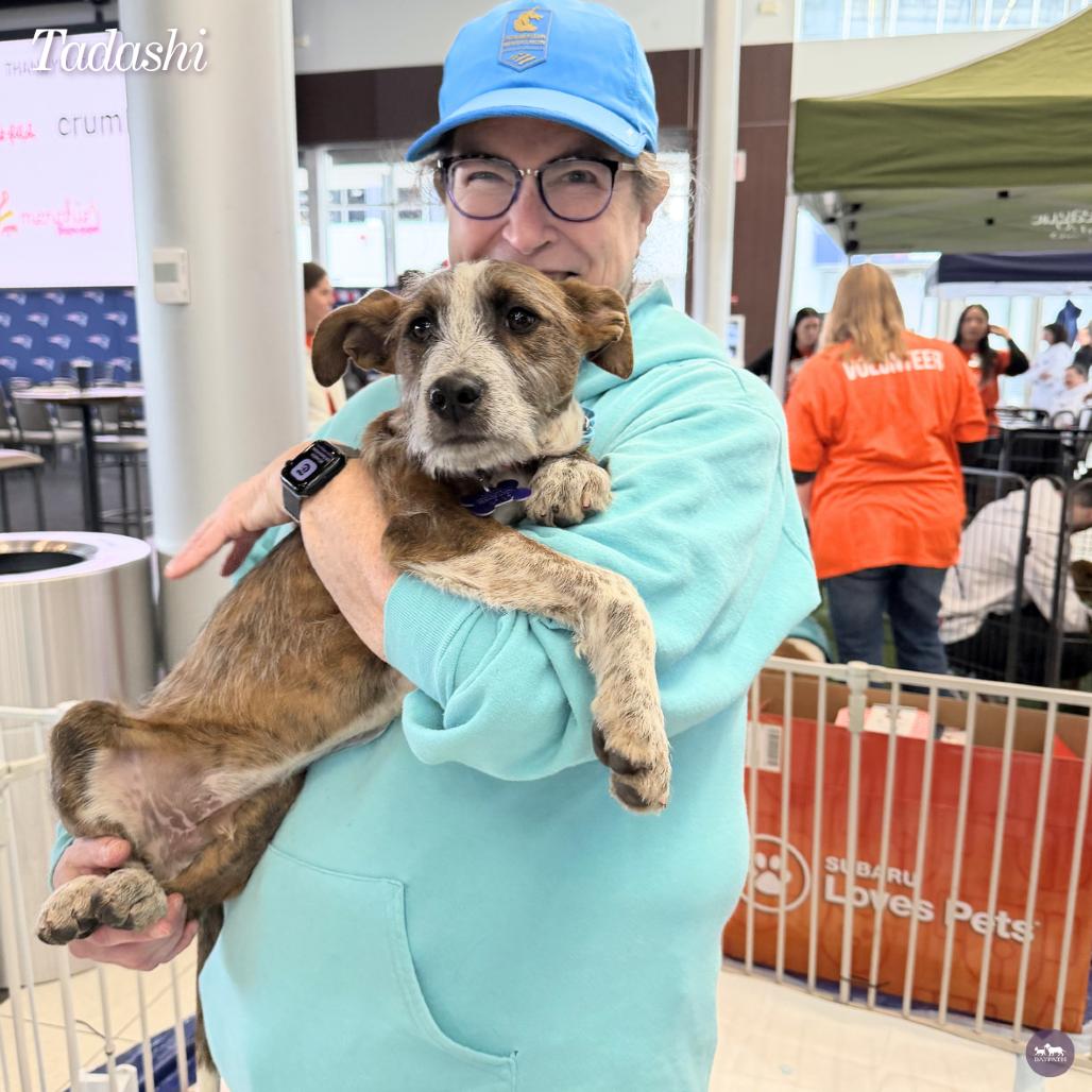 Enlarge Tadashi, a Adoptable mixed breed in Hopkinton, MA image 4/5