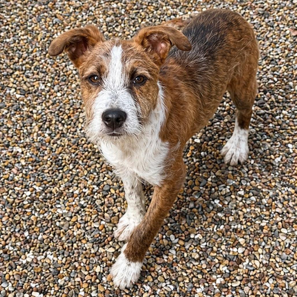 Enlarge Tadashi, a Adoptable mixed breed in Hopkinton, MA image 5/5