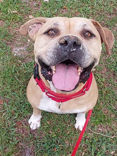 SKYLAR, Adoptable, Adult Female American Staffordshire Terrier.
