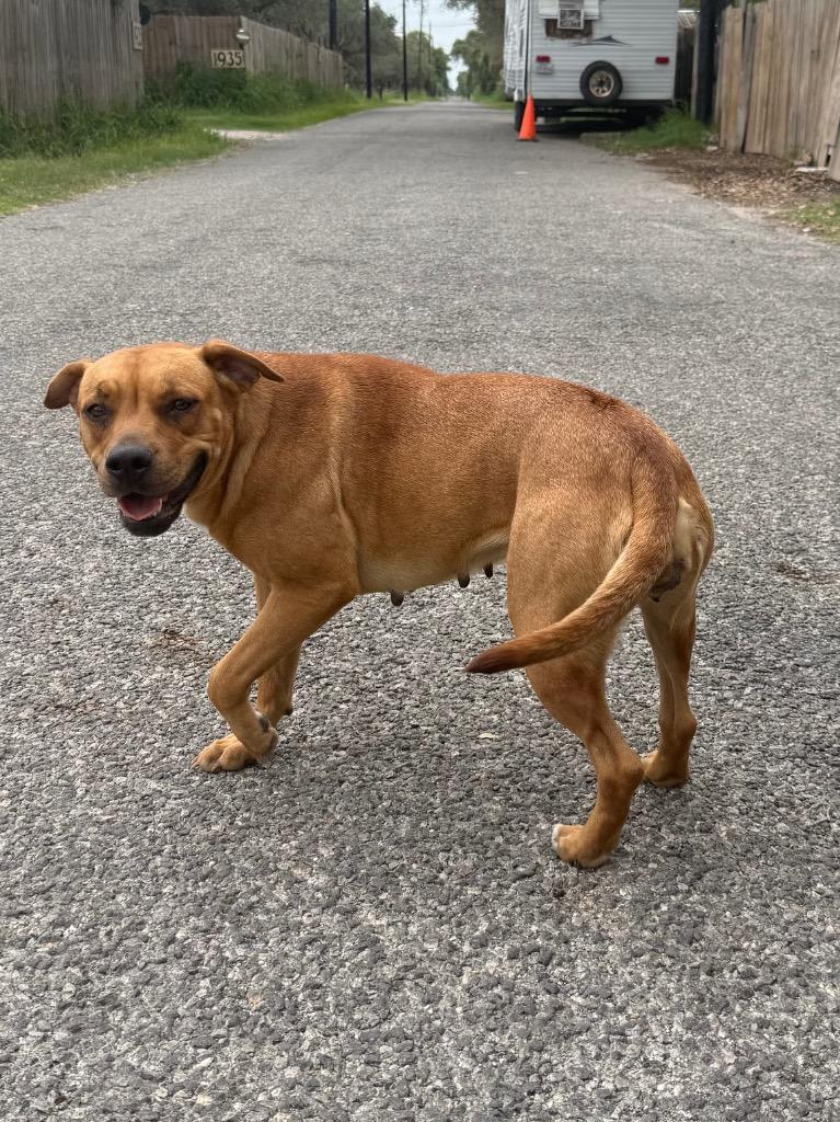 Enlarge Baby, a Adoptable American Staffordshire Terrier in Rockport, TX image 1/6